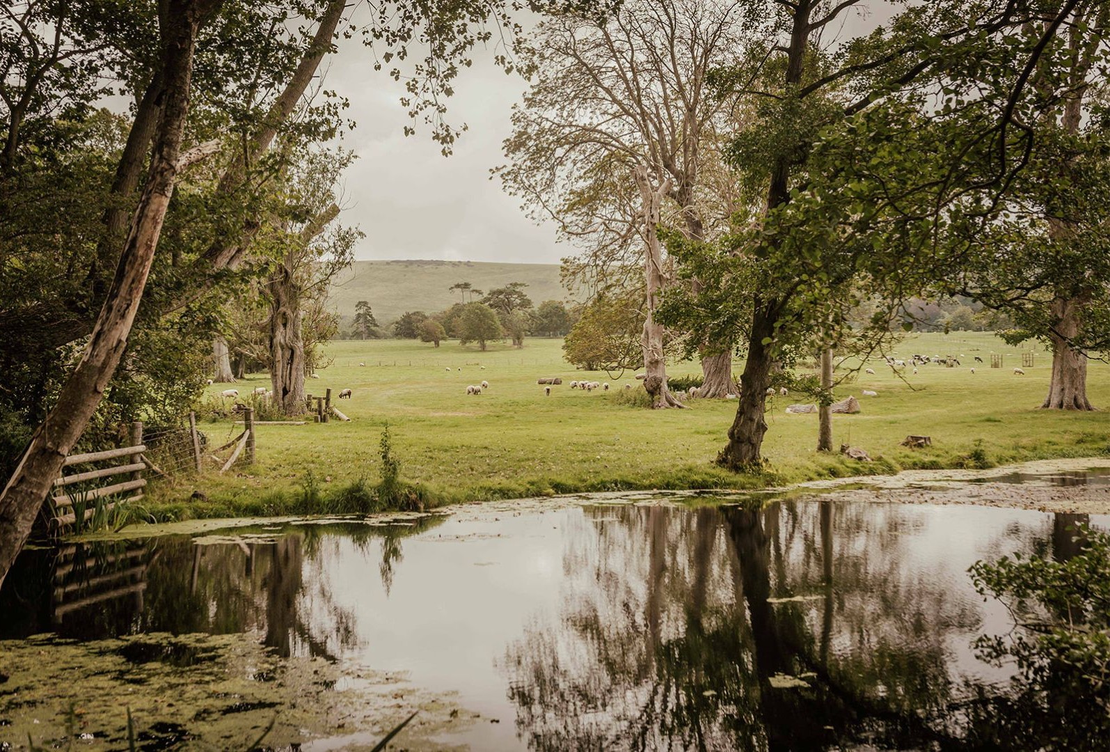 Biodiversity in Firle
