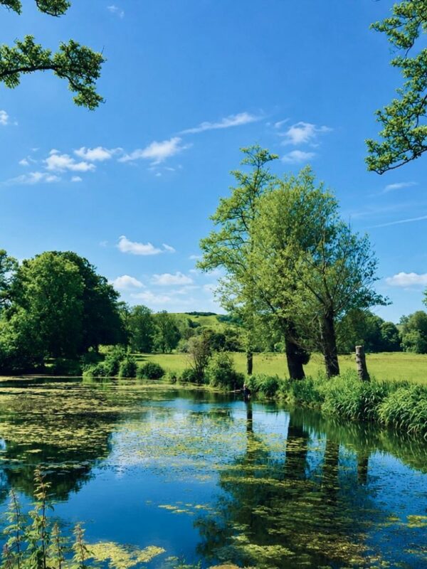 Ponds on Firle Park